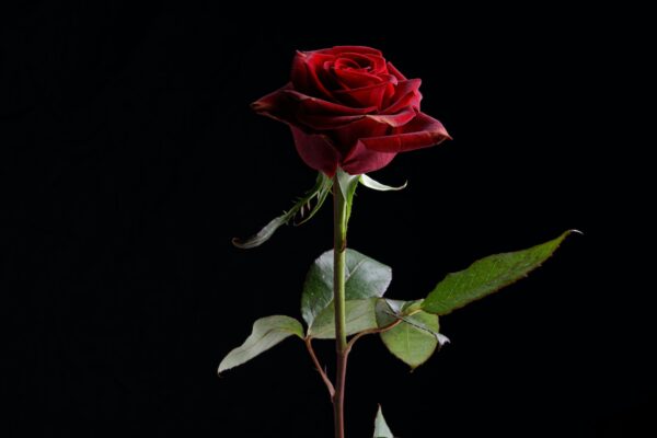 red rose in black background